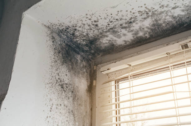 Affordable Mold Cleanup solutions in Andover, MN